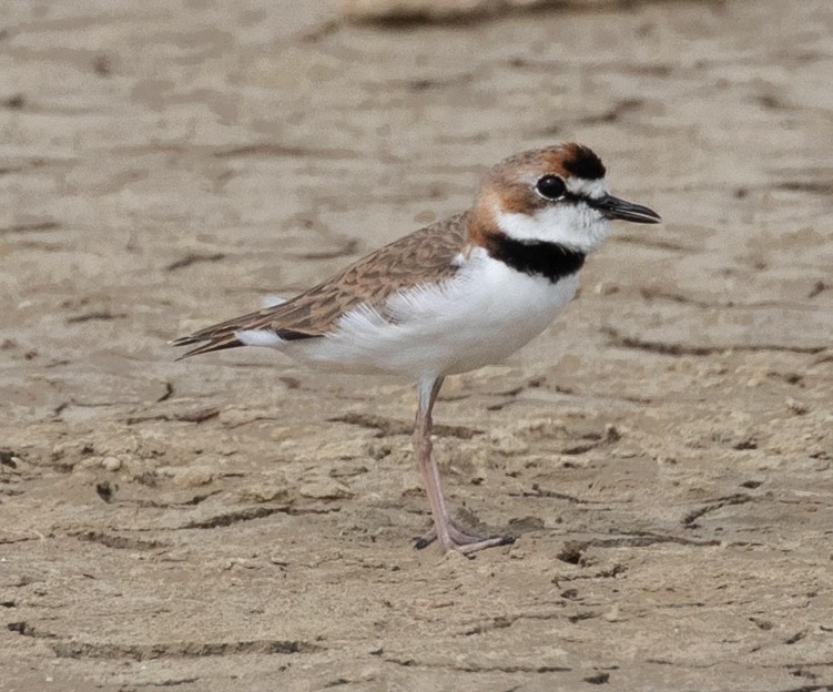 Collared Plover - ML620548815
