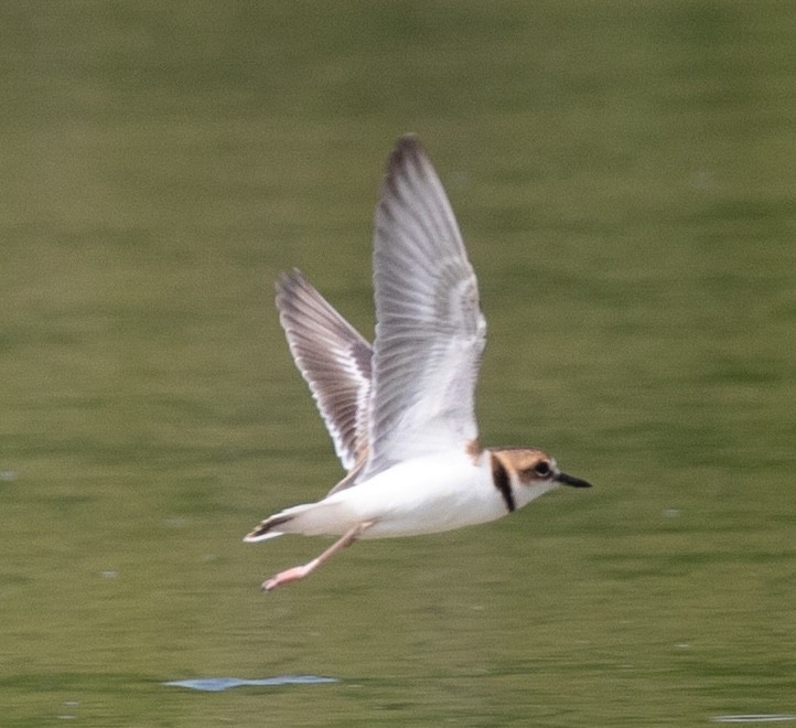 Collared Plover - ML620548816