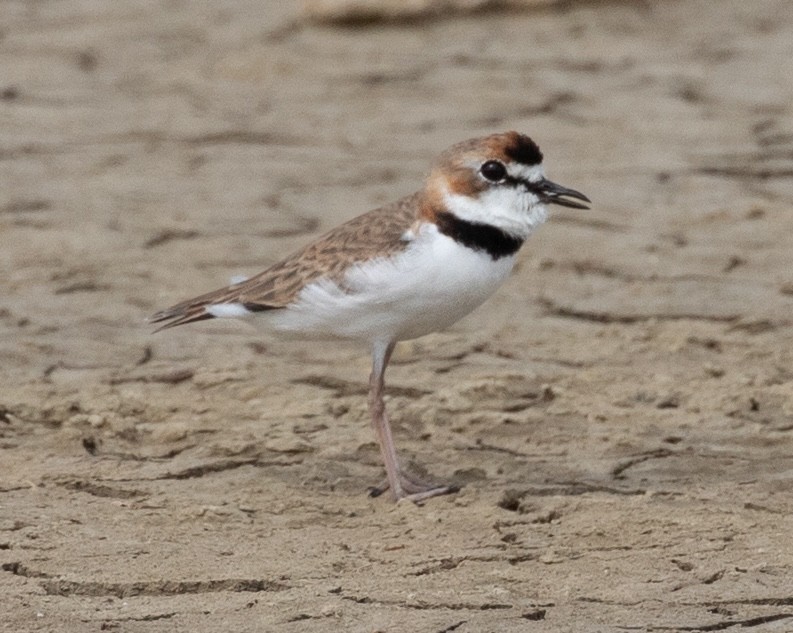 Collared Plover - ML620548817