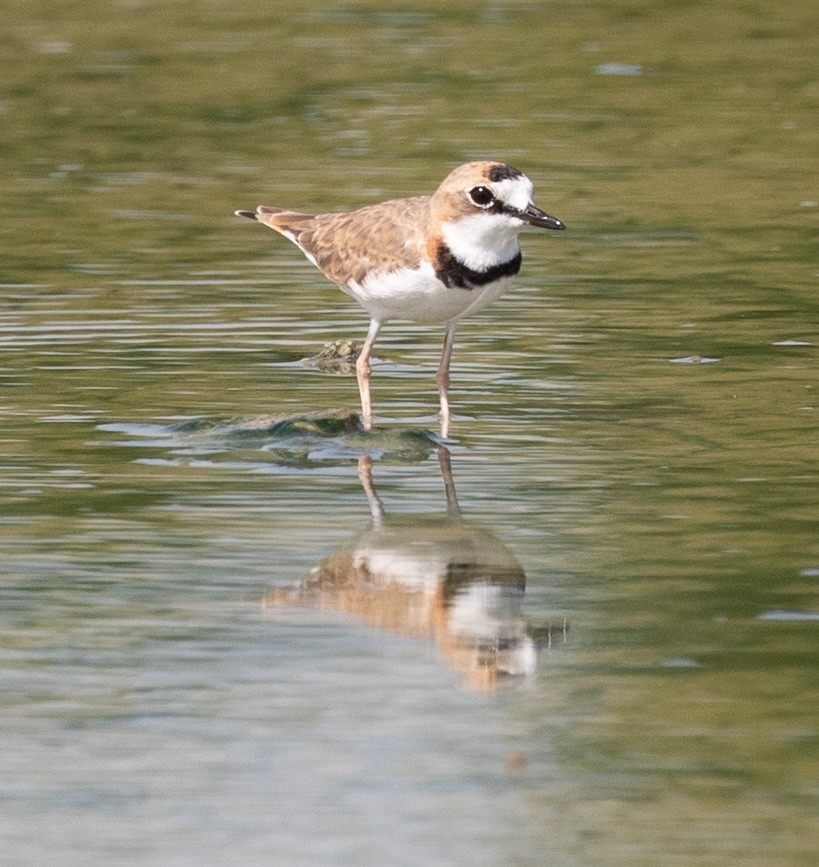 Collared Plover - ML620548818