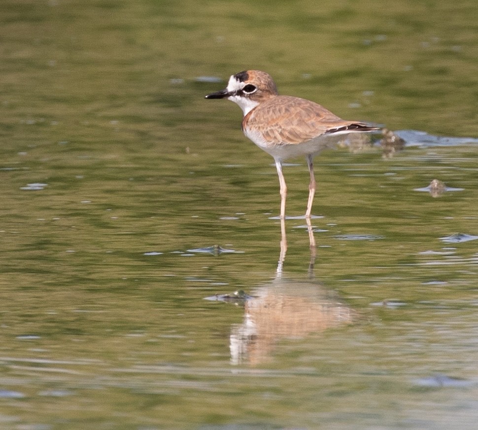 Collared Plover - ML620548819
