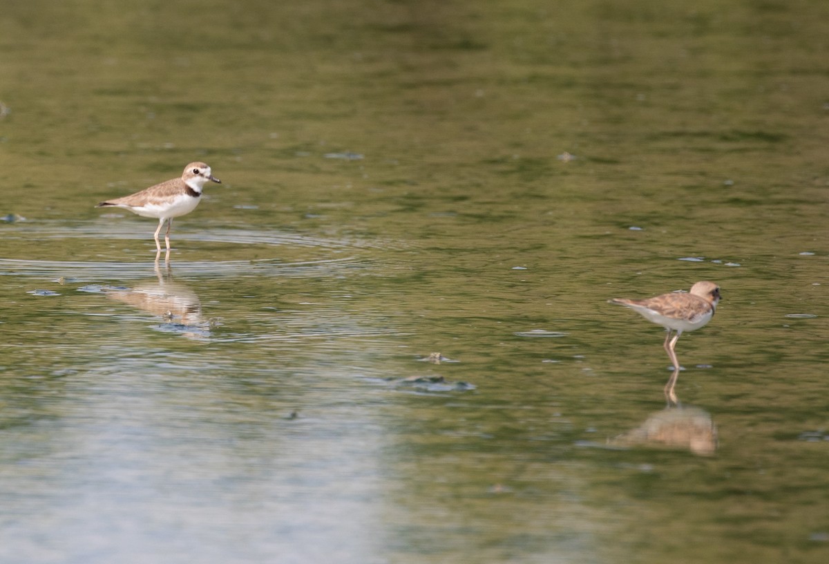 Collared Plover - ML620548820