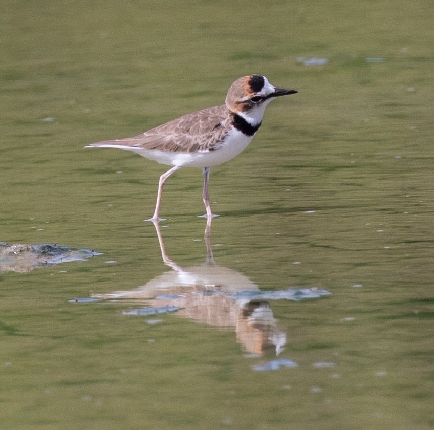 Collared Plover - ML620548821