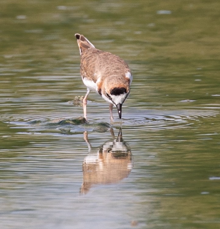 Collared Plover - ML620548822