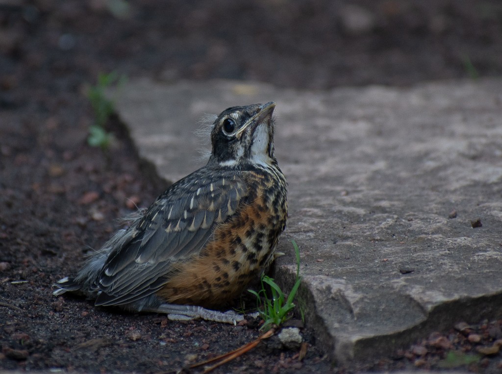 American Robin - ML620548824