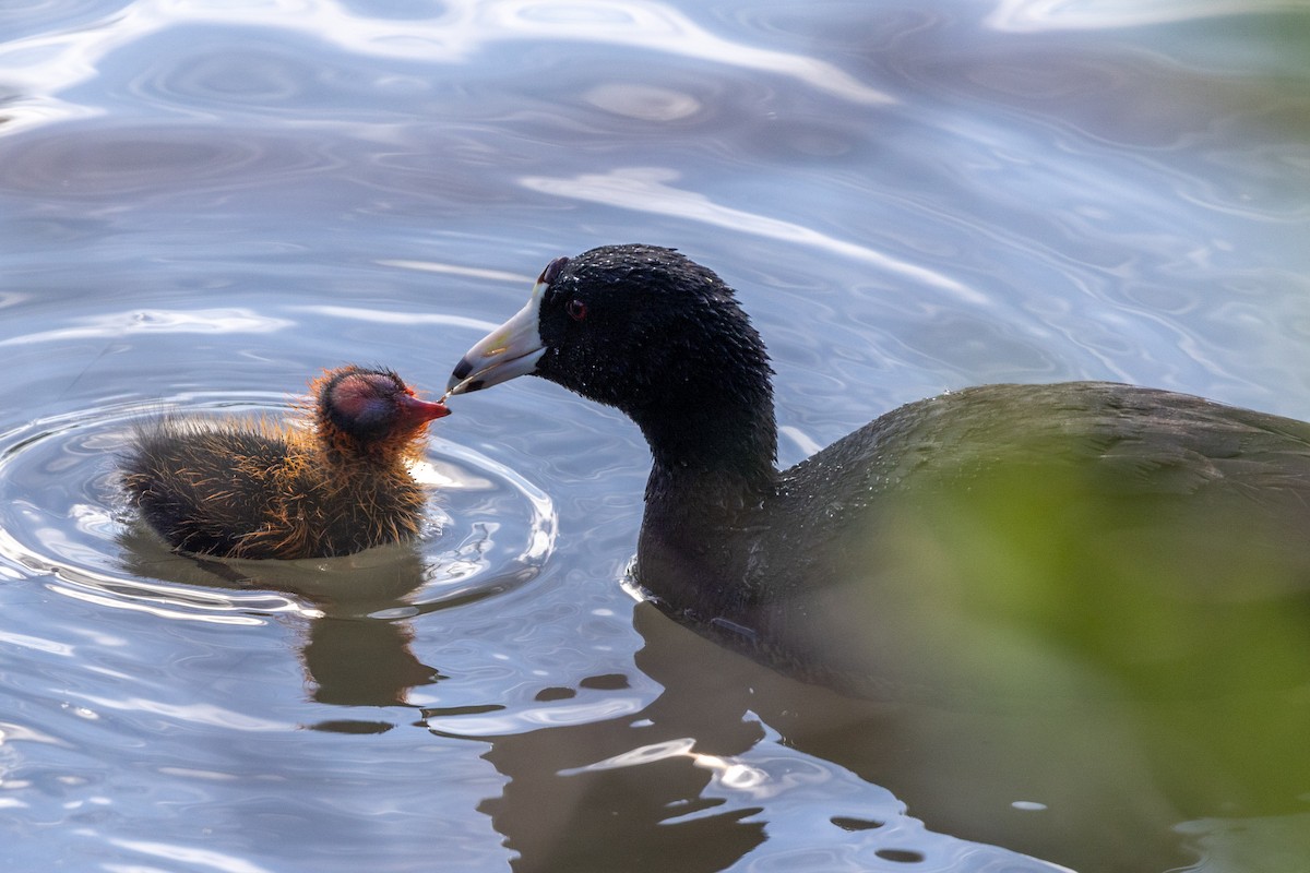 American Coot - ML620548831