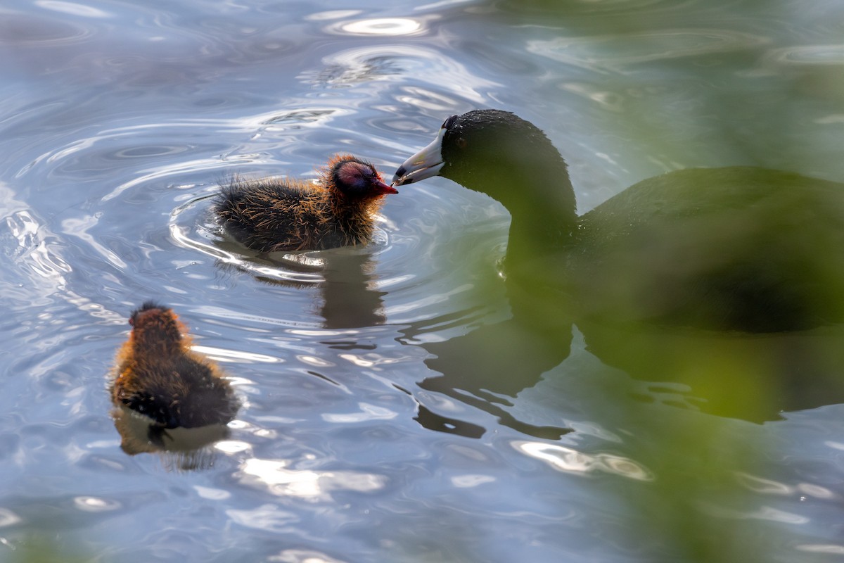 American Coot - ML620548832