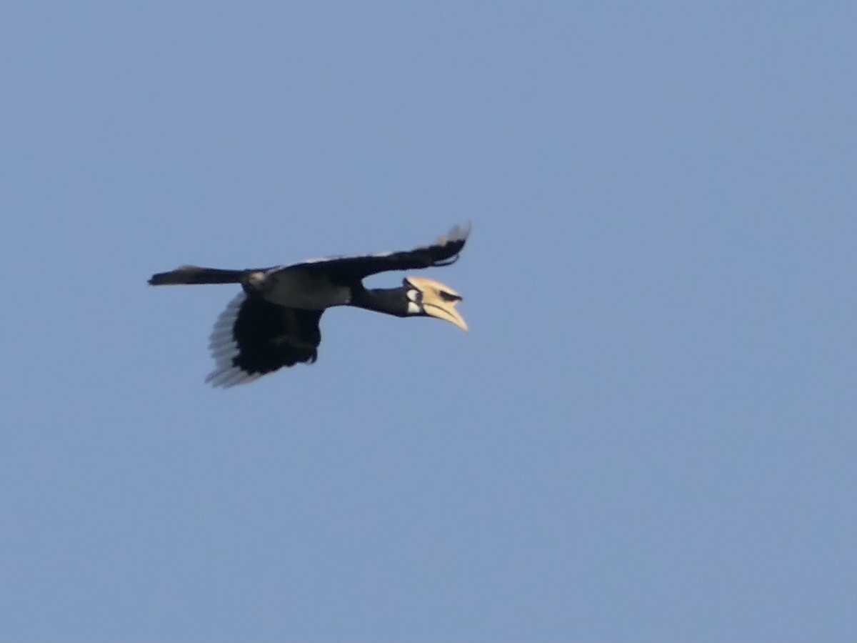 Oriental Pied-Hornbill - ML620548833