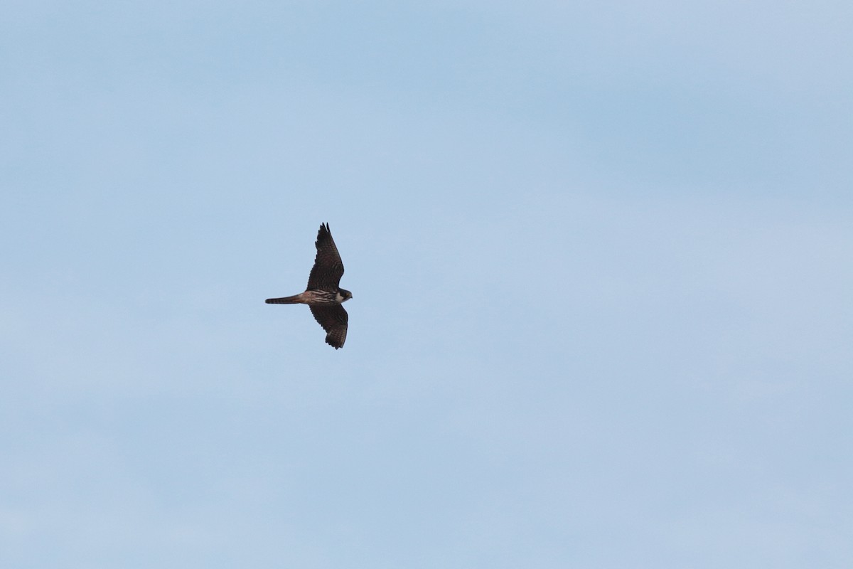 Eurasian Hobby - ML620548838