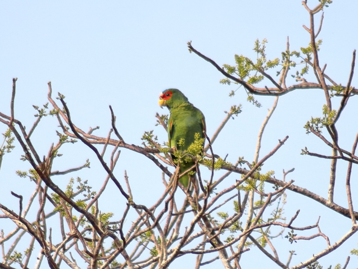 White-fronted Parrot - ML620548842