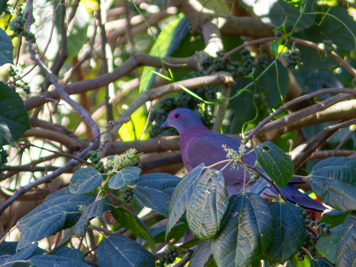 Pale-vented Pigeon - ML620548844