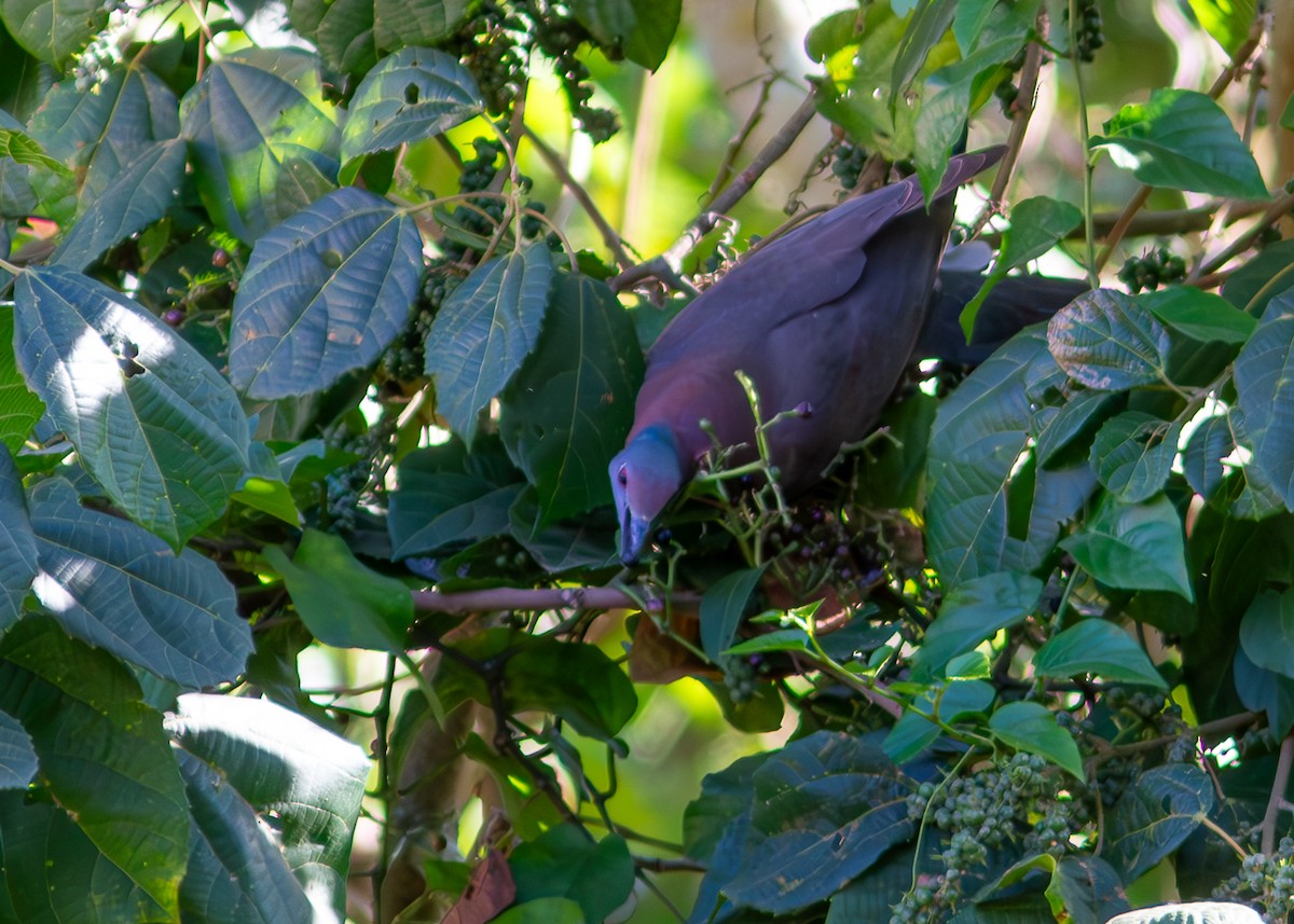 Pale-vented Pigeon - ML620548845