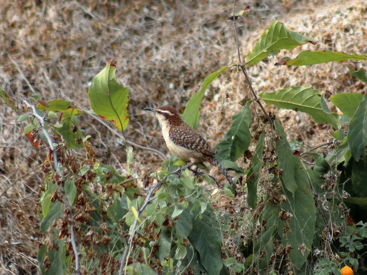 Rufous-naped Wren - ML620548849