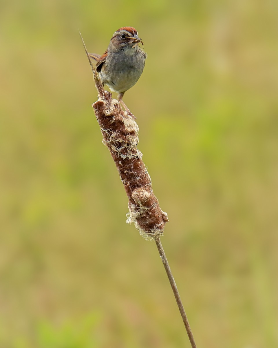 Swamp Sparrow - Guillaume Daigle