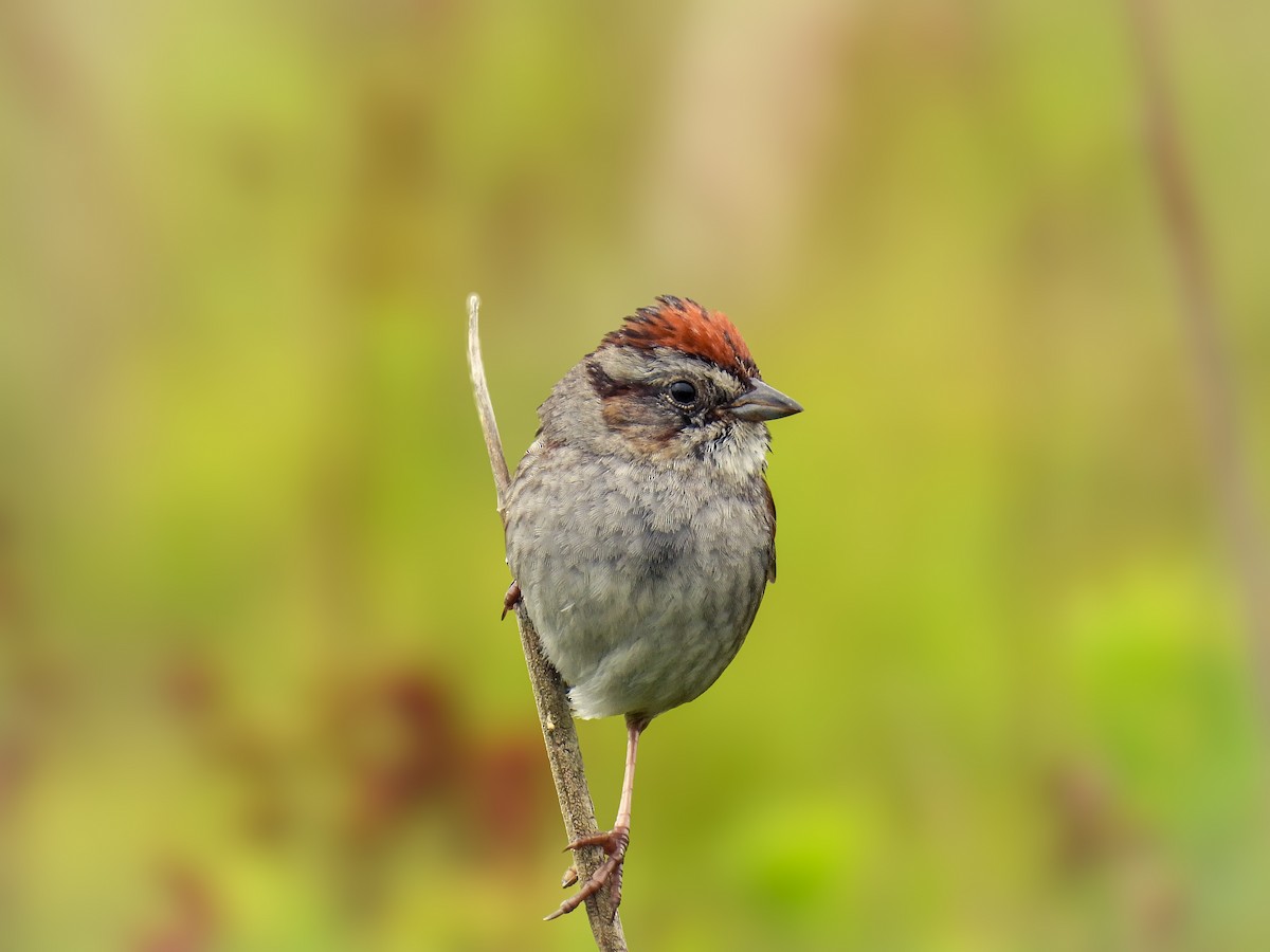 Swamp Sparrow - ML620548855