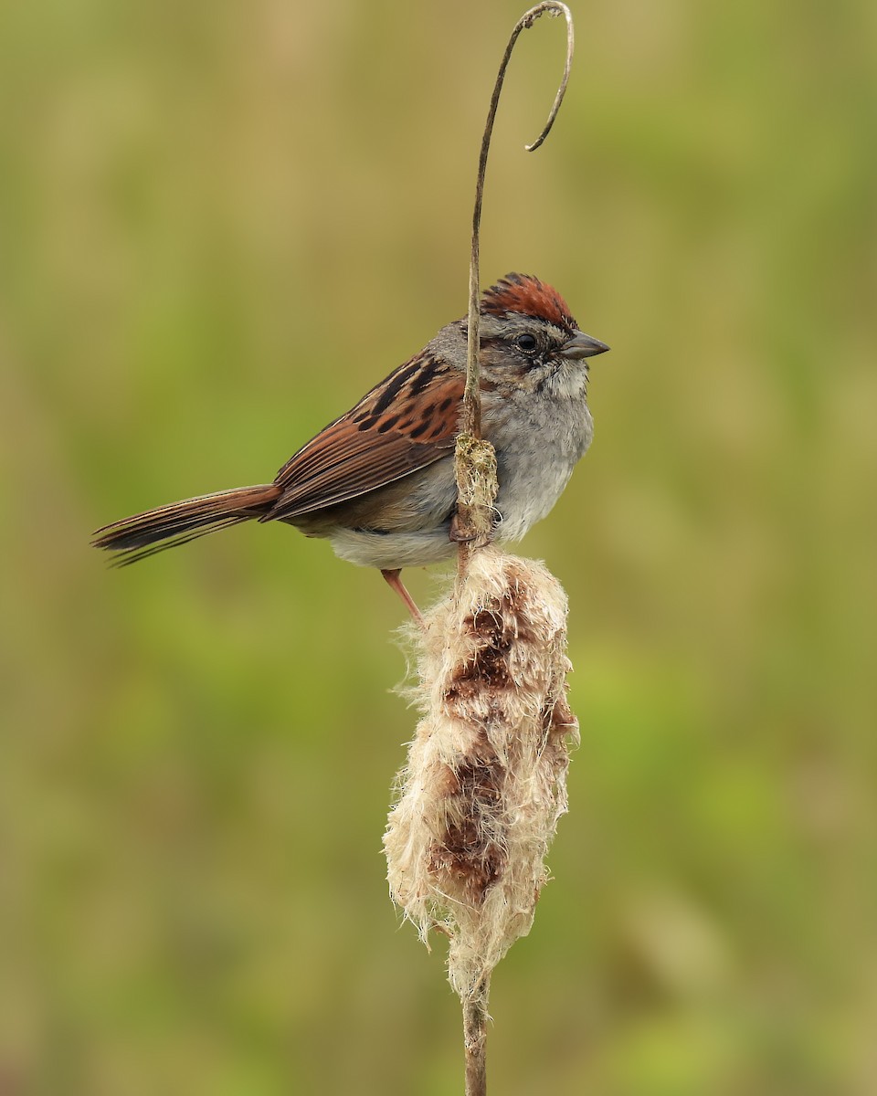 Swamp Sparrow - Guillaume Daigle