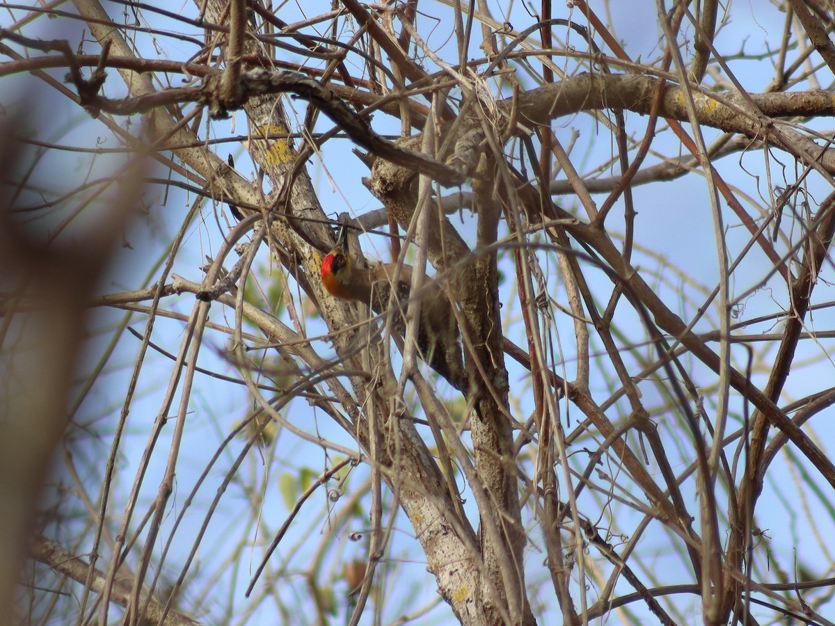 Golden-cheeked Woodpecker - ML620548864