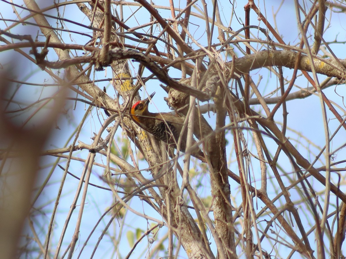 Golden-cheeked Woodpecker - ML620548865