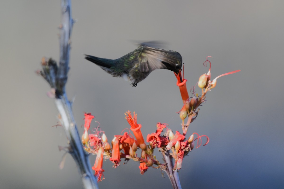 Black-chinned Hummingbird - ML620548866