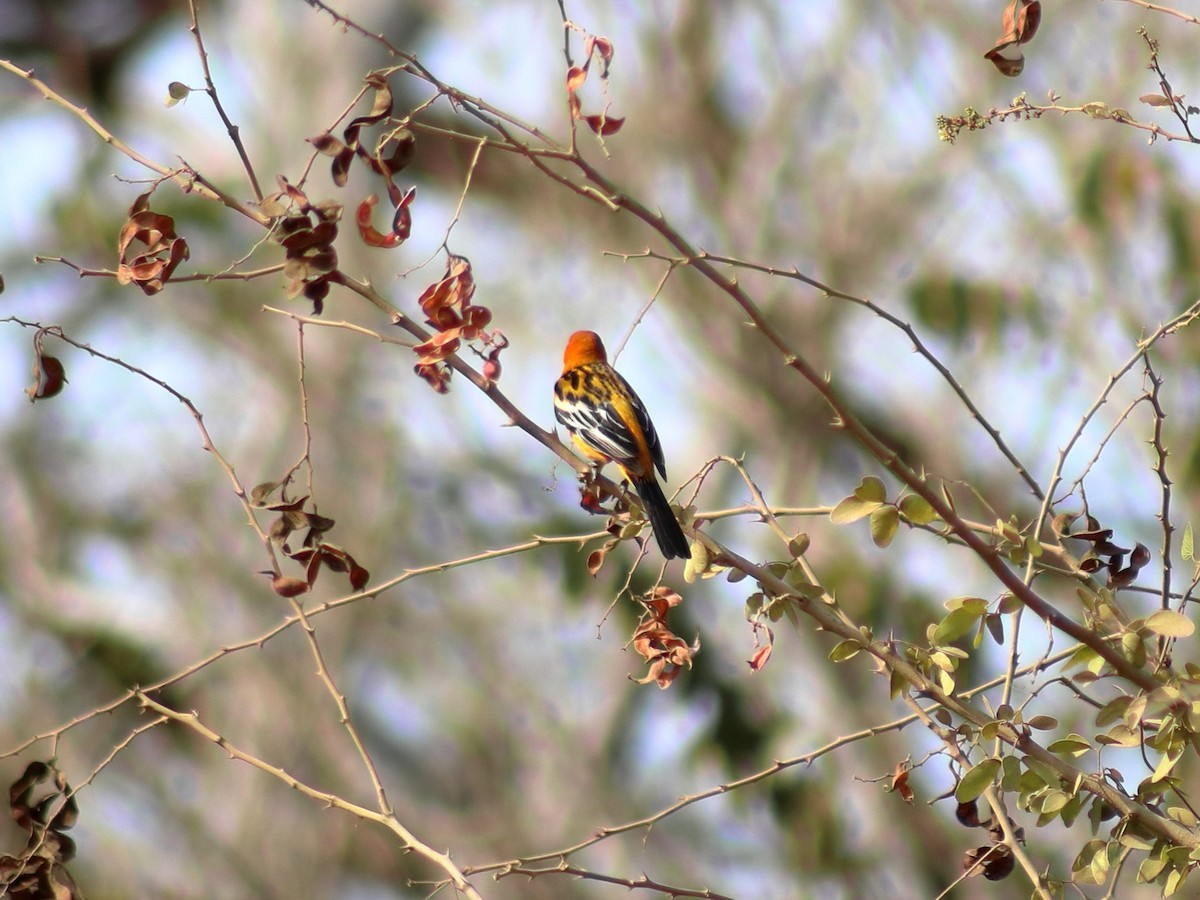 Oriole à dos rayé - ML620548867