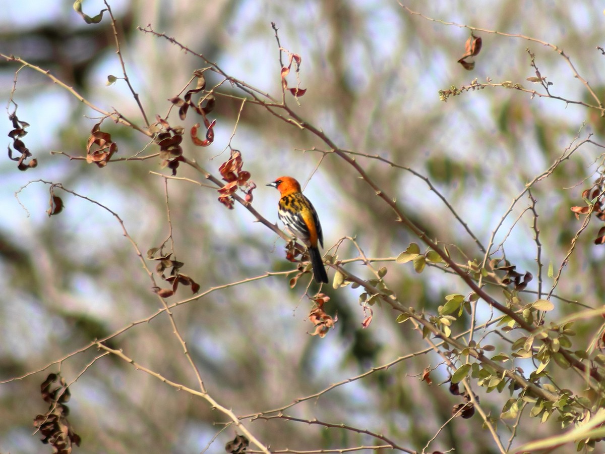 Oriole à dos rayé - ML620548868