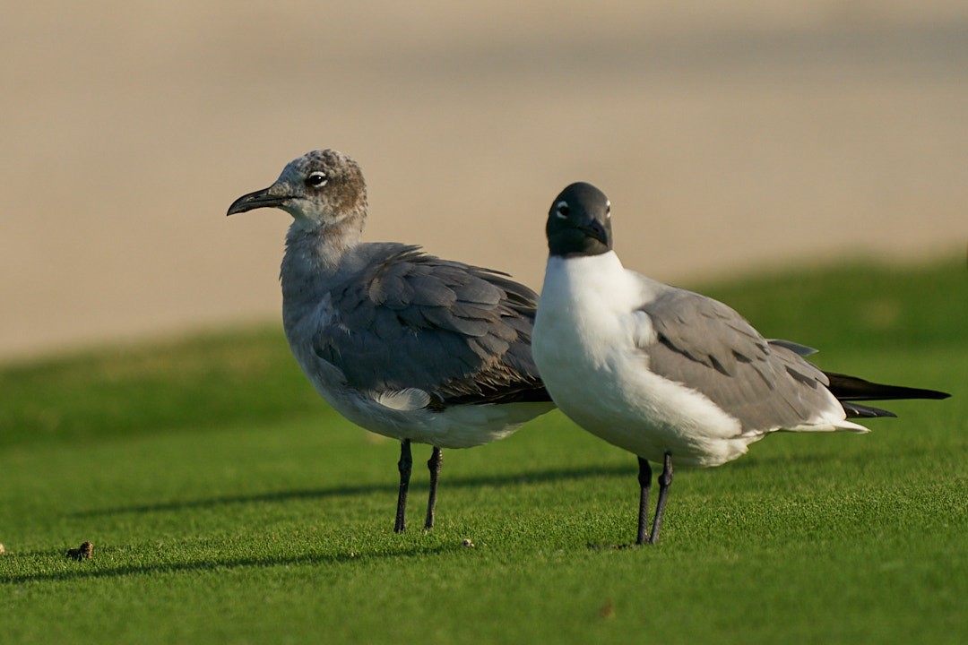 Laughing Gull - ML620548870