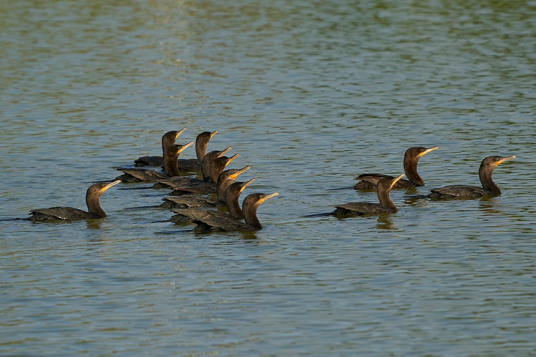 Neotropic Cormorant - ML620548876