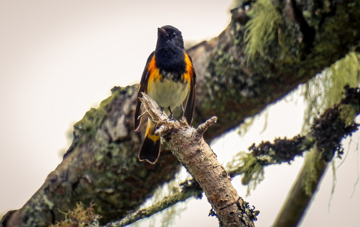 American Redstart - ML620548884