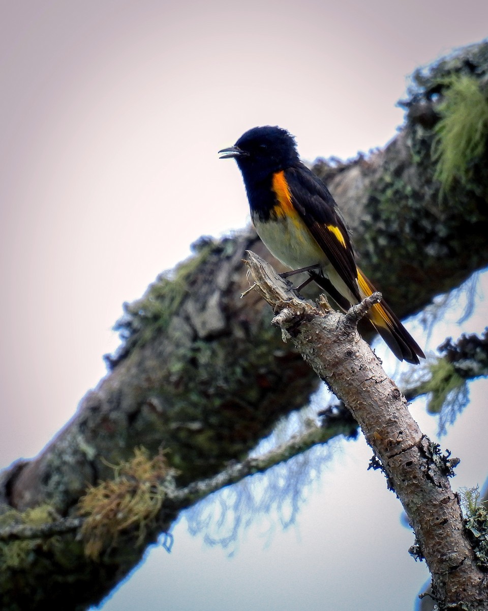 American Redstart - ML620548885