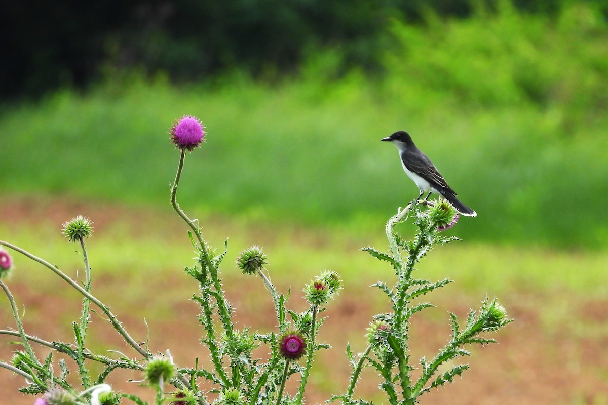 Eastern Kingbird - ML620548887