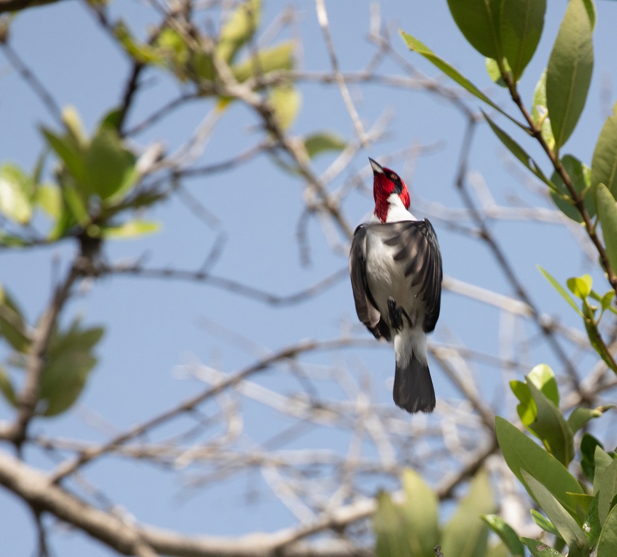 Masked Cardinal - David Ascanio