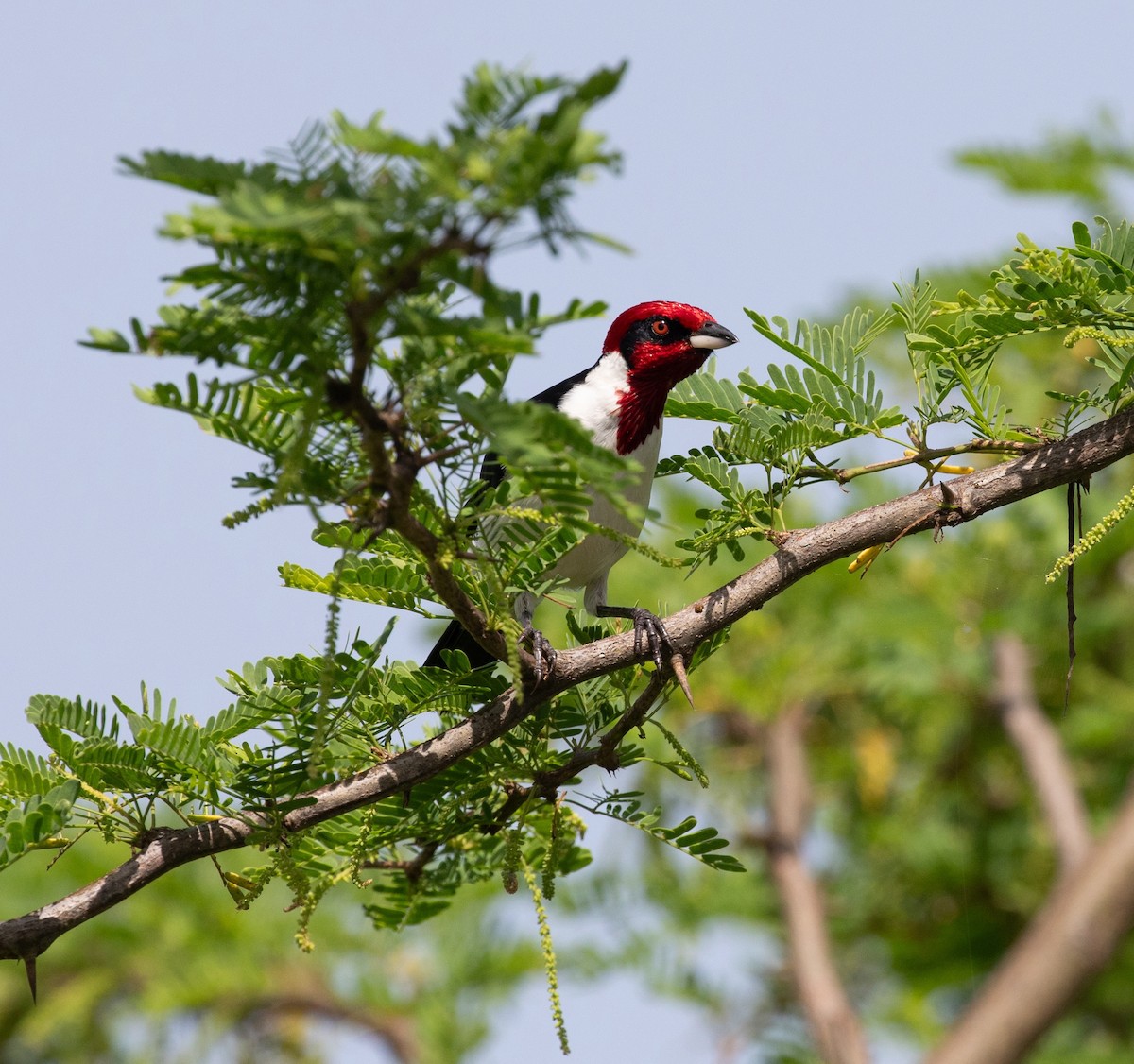 Masked Cardinal - ML620548893