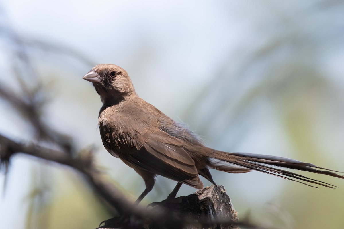 Abert's Towhee - ML620548896