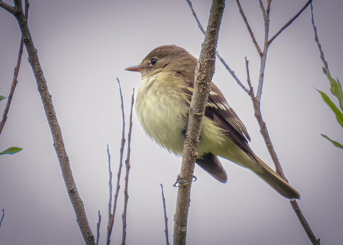 Alder Flycatcher - ML620548902