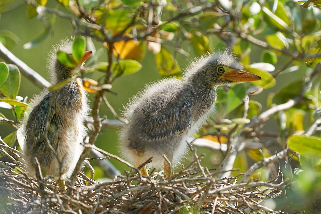 Green Heron - Philip Cumming