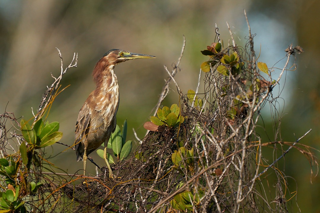 Green Heron - Philip Cumming