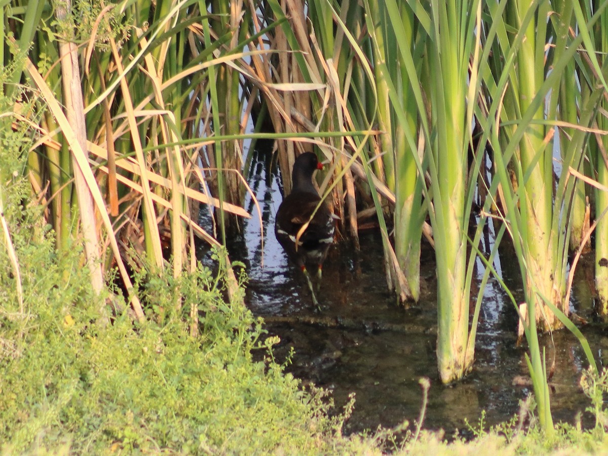 Gallinule d'Amérique - ML620548907