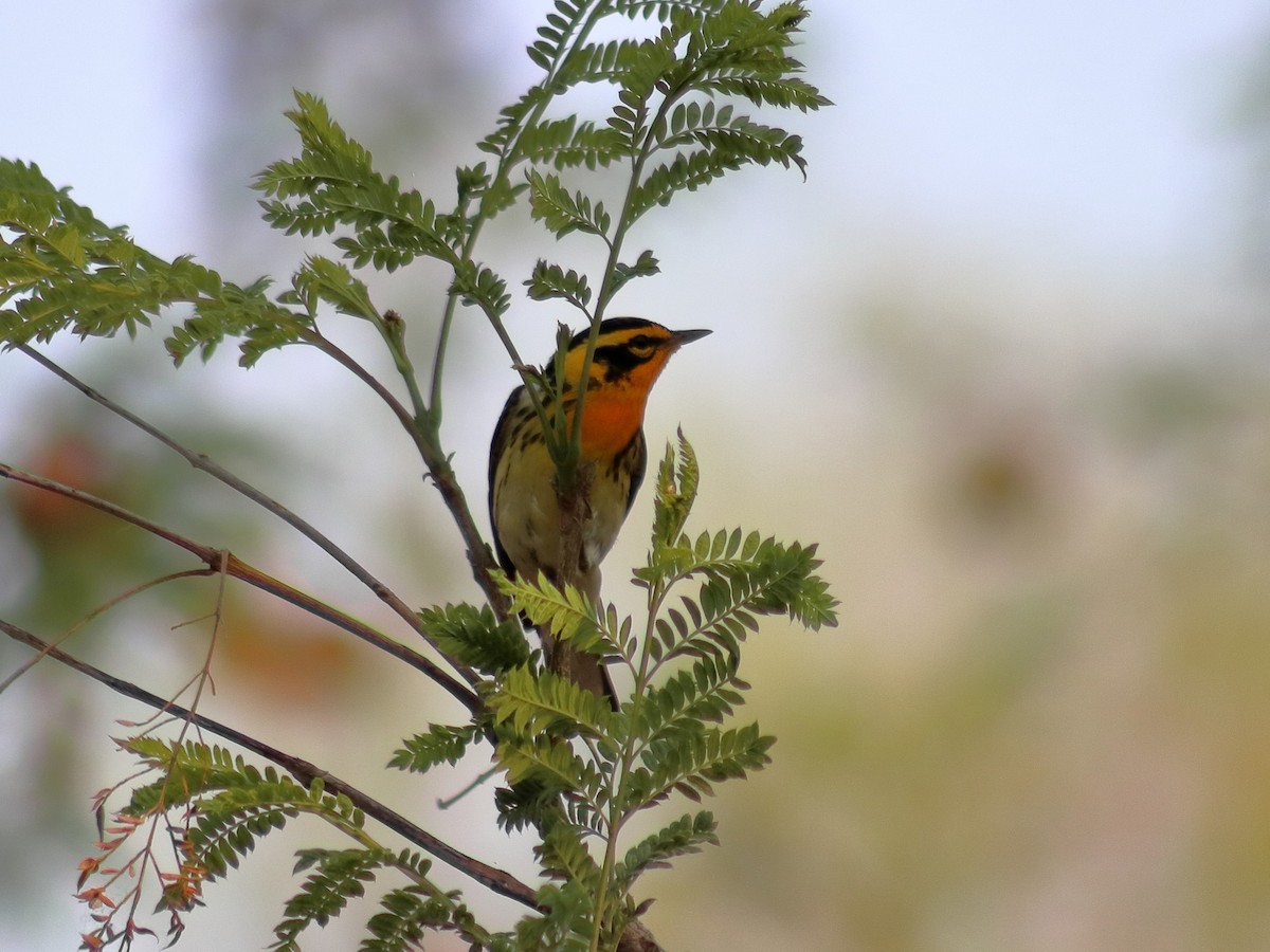 Blackburnian Warbler - ML620548923