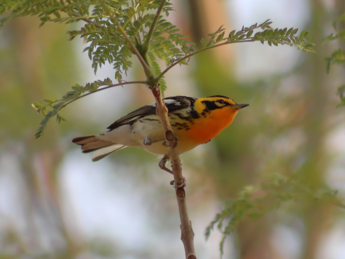 Blackburnian Warbler - ML620548924