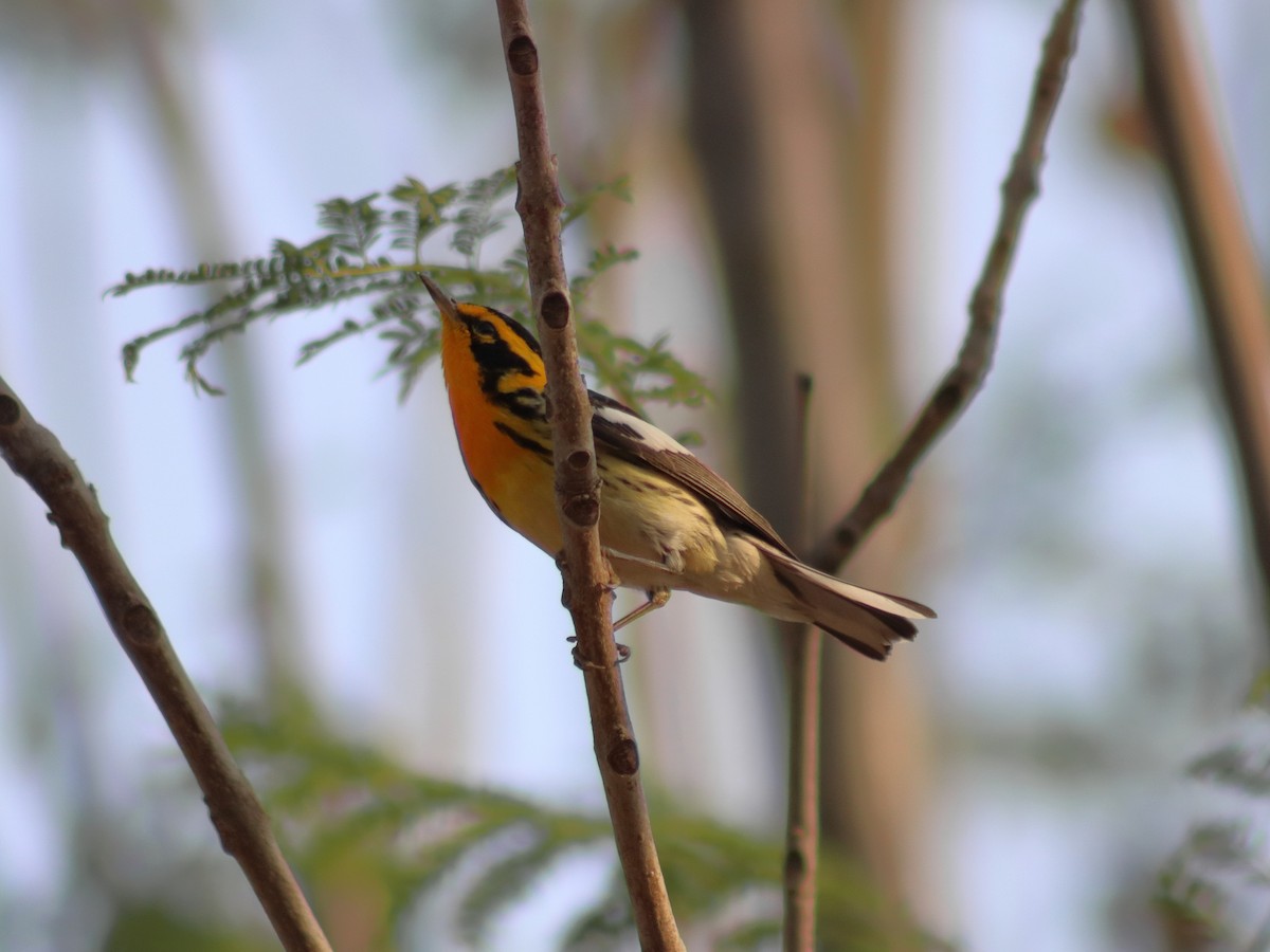 Blackburnian Warbler - ML620548927