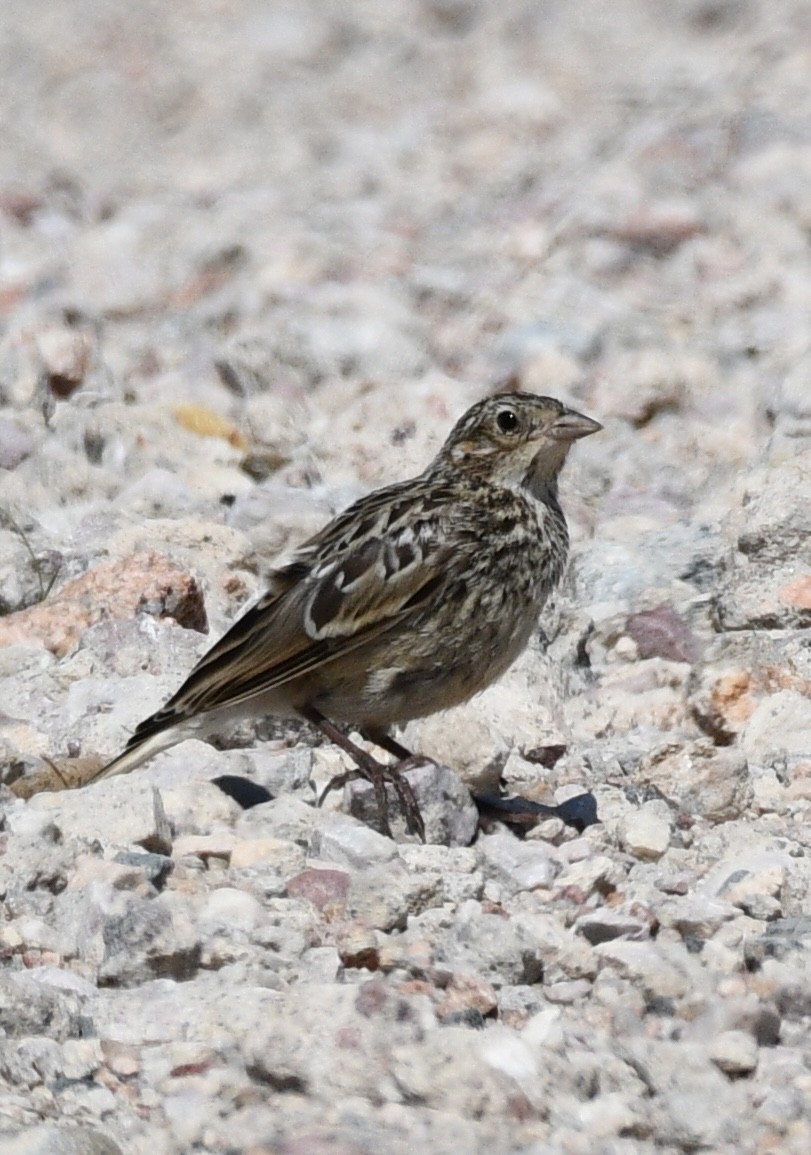 Chestnut-collared Longspur - ML620548928