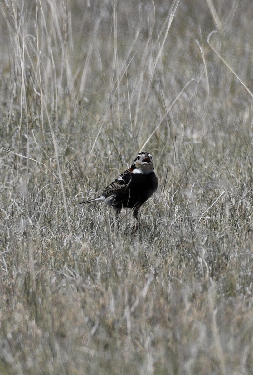 Chestnut-collared Longspur - ML620548932