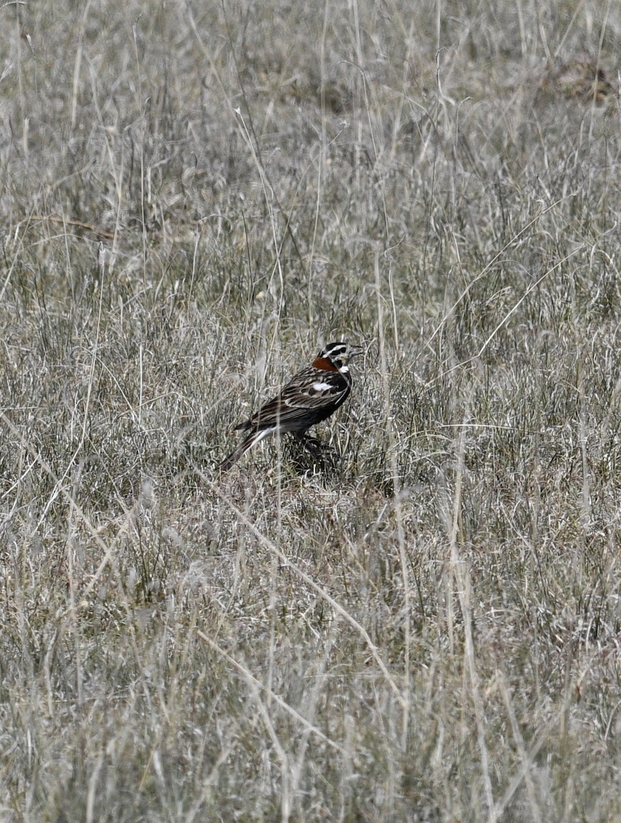 アカエリツメナガホオジロ - ML620548933