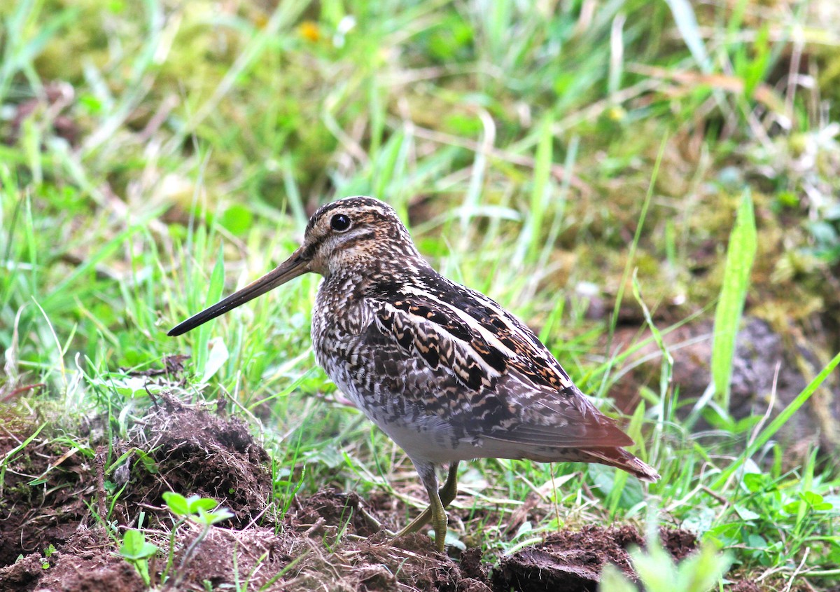 Common Snipe - ML620548937