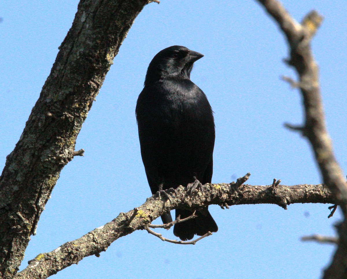 Screaming Cowbird - ML620548939