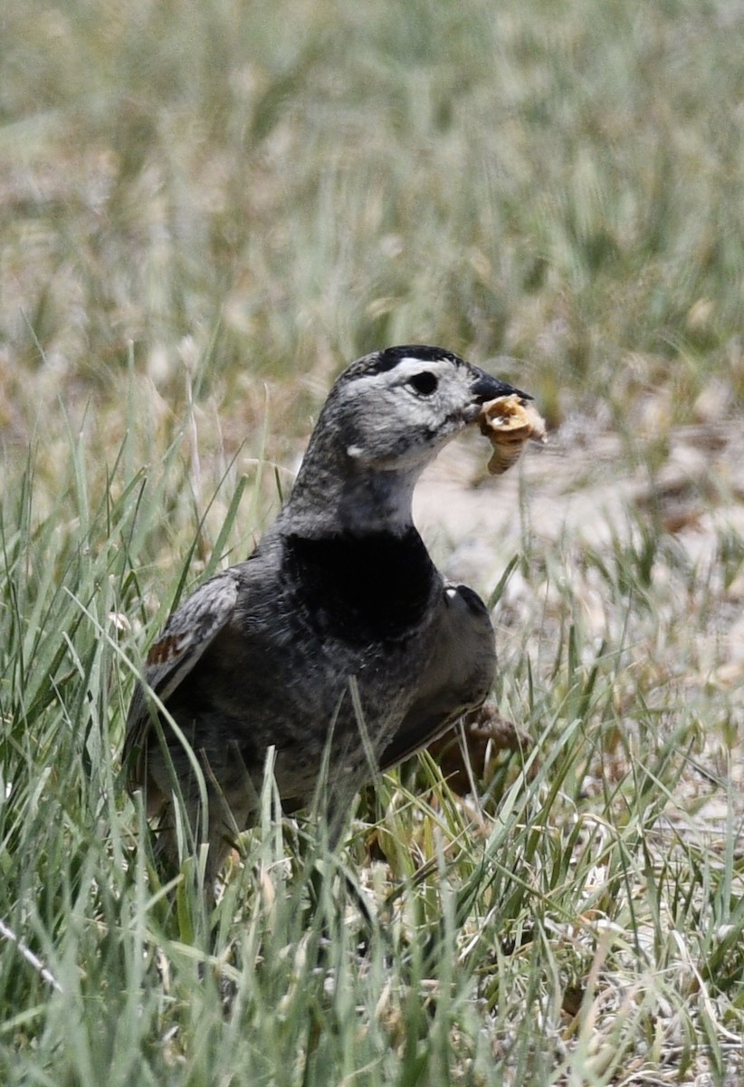 Thick-billed Longspur - ML620548940