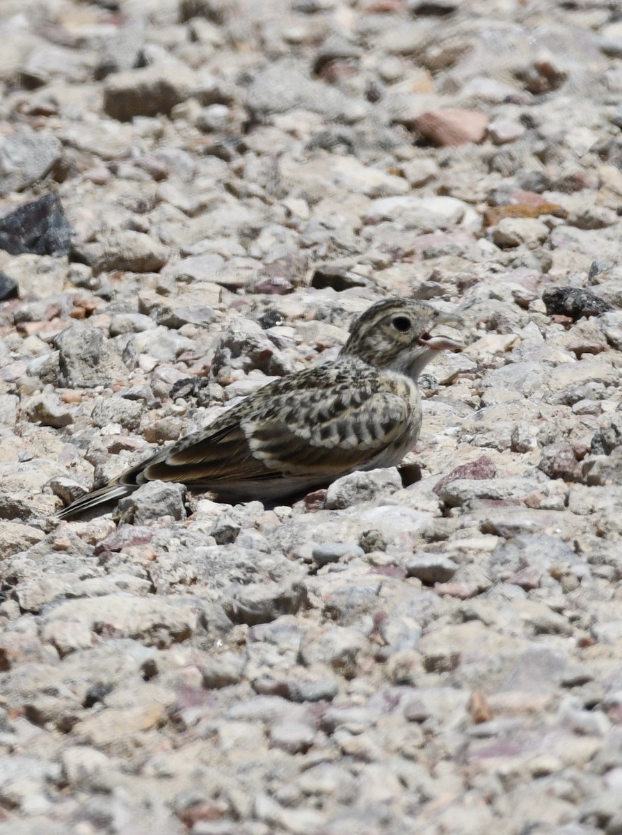 Thick-billed Longspur - ML620548941