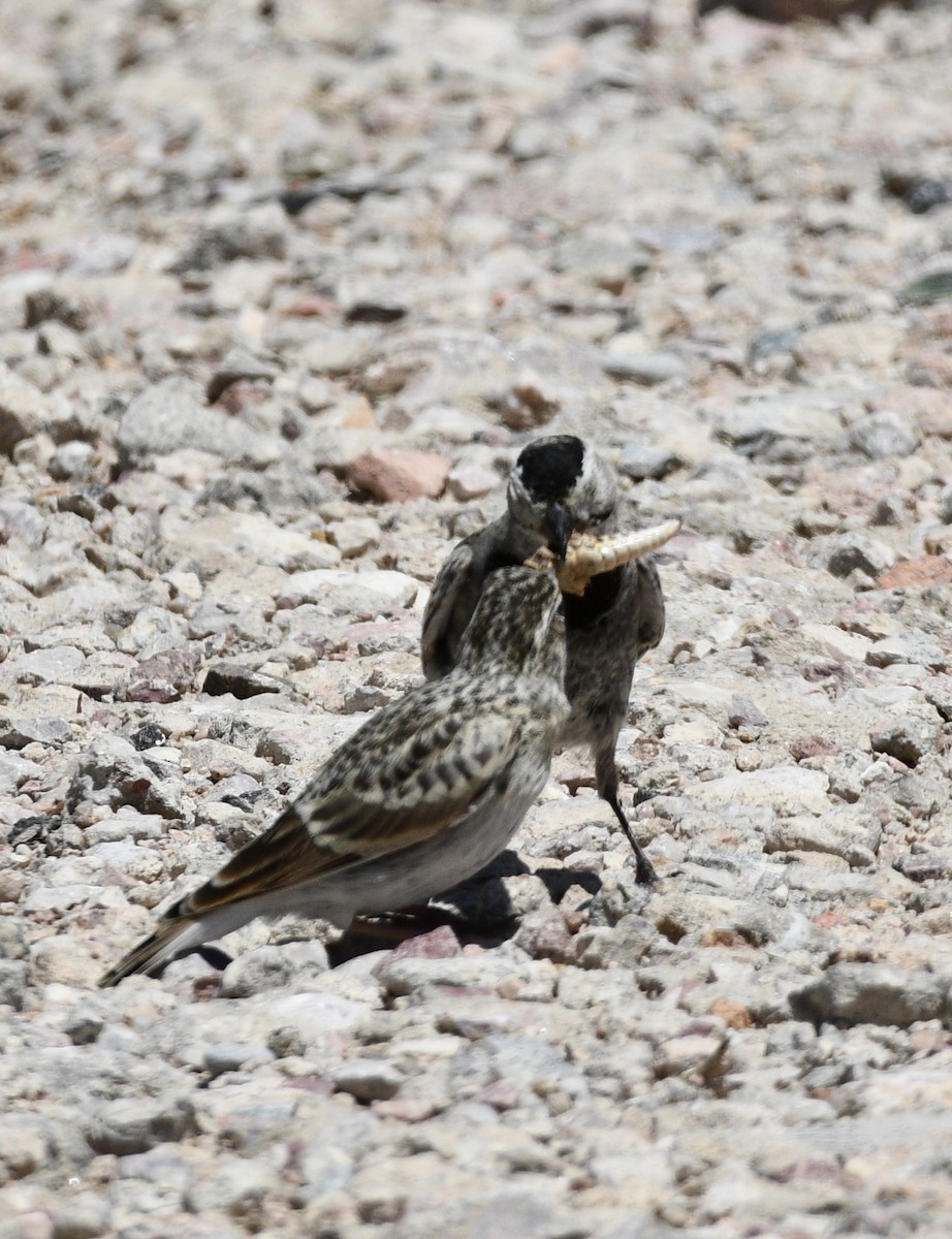 Thick-billed Longspur - ML620548942