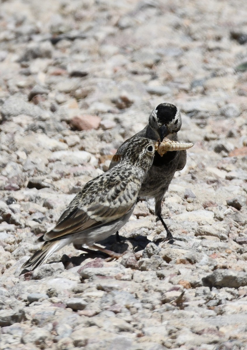 Thick-billed Longspur - ML620548943