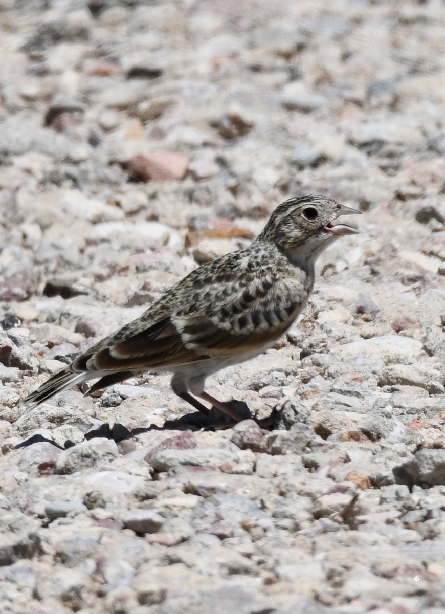 Thick-billed Longspur - ML620548944
